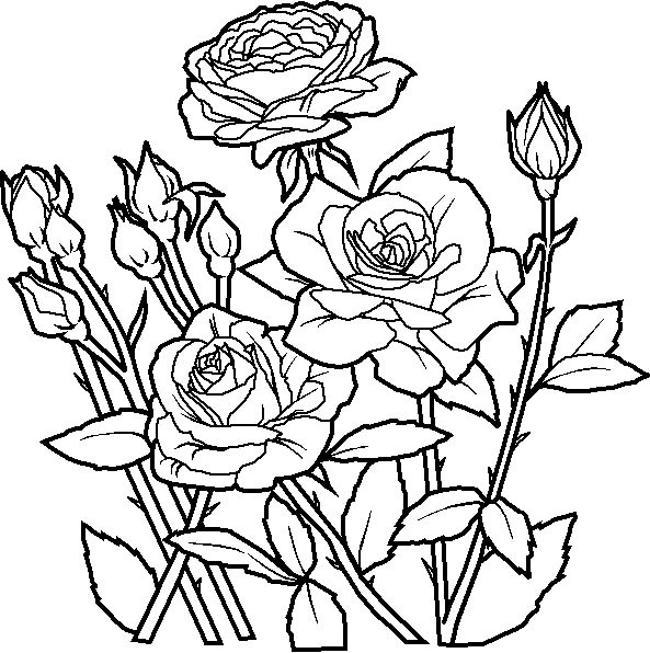 Rose Coloring Pages For Girls
 Roses Coloring Pages Ideas For The Girls