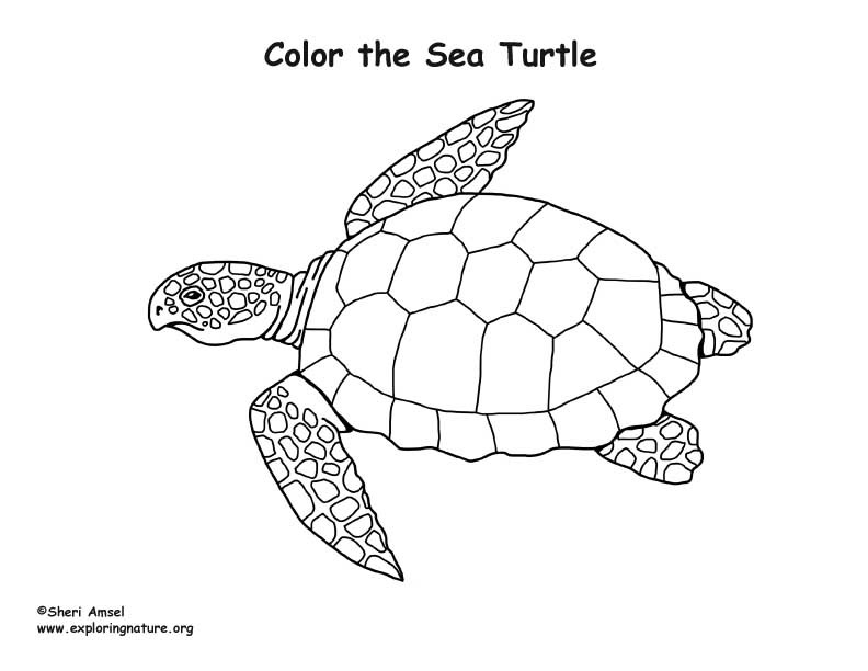 Sea Turtle Coloring Pages Printable
 Sea Turtle – Coloring Nature