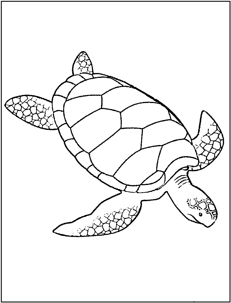 Sea Turtle Coloring Pages Printable
 Free Printable Turtle Coloring Pages For Kids