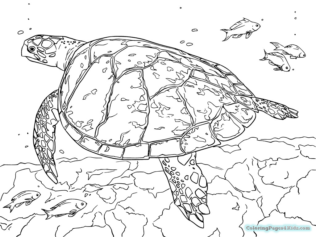 Sea Turtle Coloring Pages Printable
 Super Coloring Pages Sea Turtle Coloring Pages