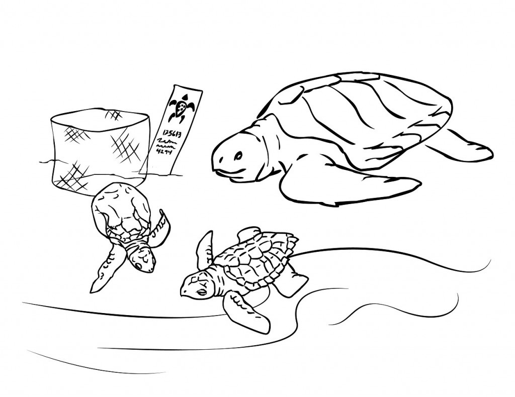 Sea Turtle Coloring Pages Printable
 Free Printable Sea Turtle Coloring Pages For Kids