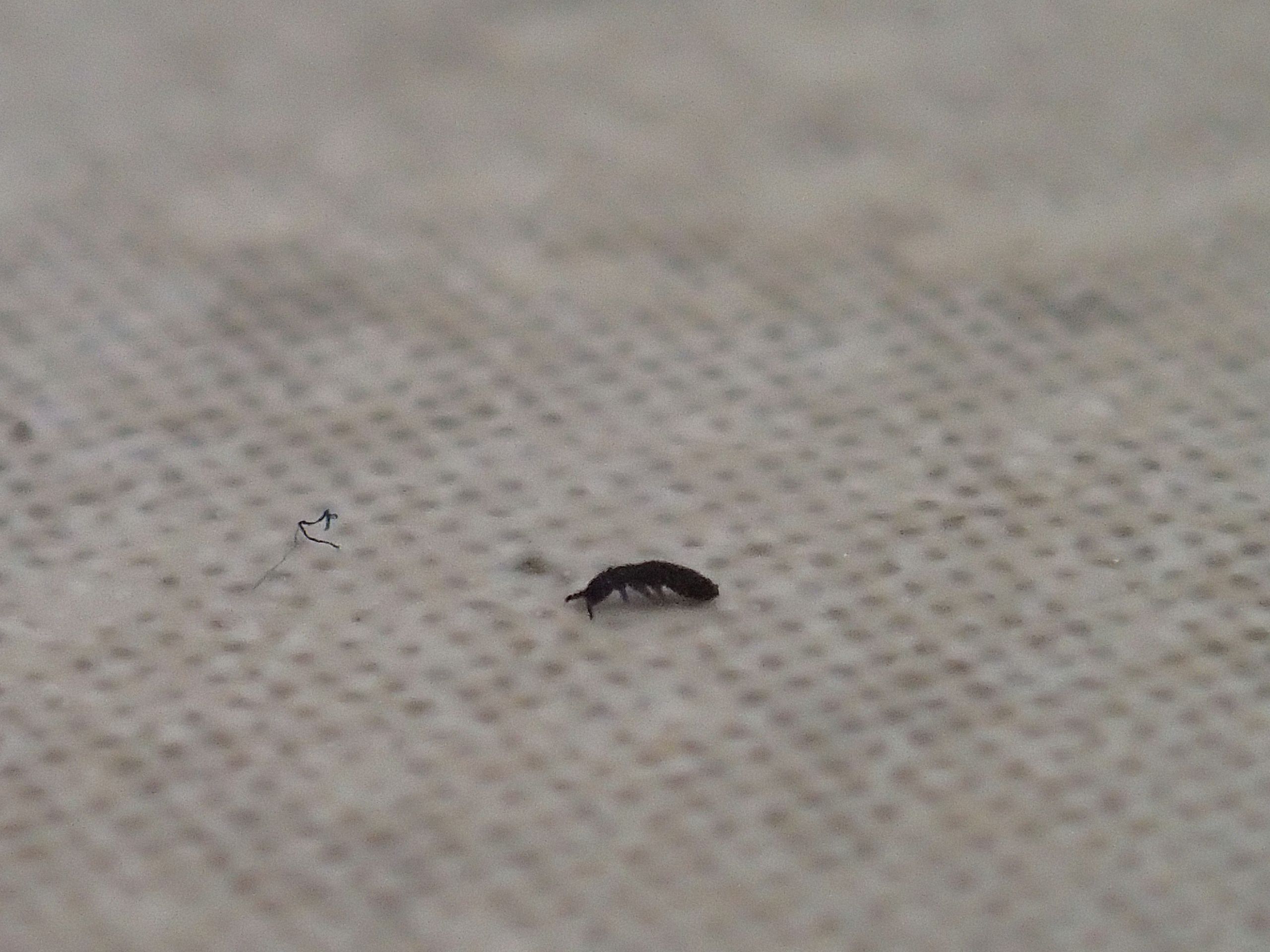 black bugs coming out of kitchen sink