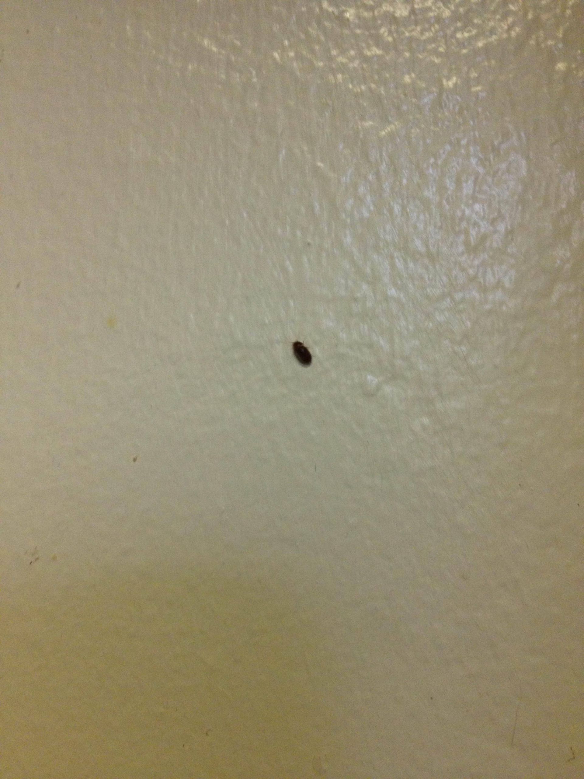 Small Black Bugs In Kitchen
 pest control bugs in kitchen Home Improvement Stack