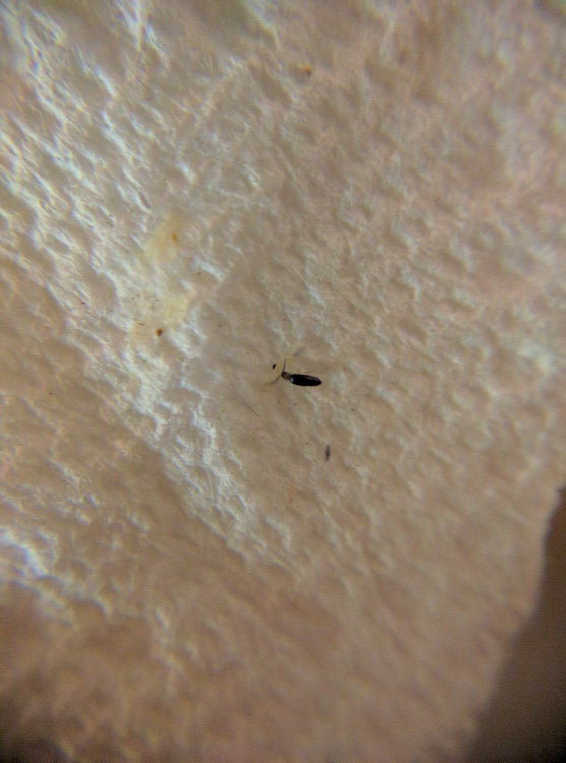 Small Black Bugs In Kitchen
 Super tiny bugs in kitchen Ask an Expert