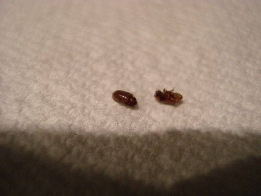 Small Black Bugs In Kitchen
 All Types Small Black Bugs With Hard Shell In House And