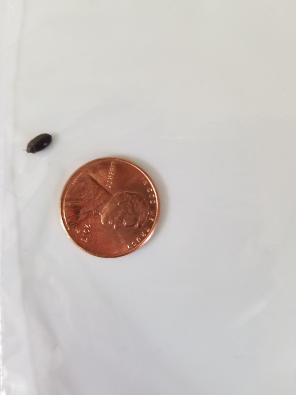 Small Black Bugs In Kitchen
 Identifying Small Black Bugs