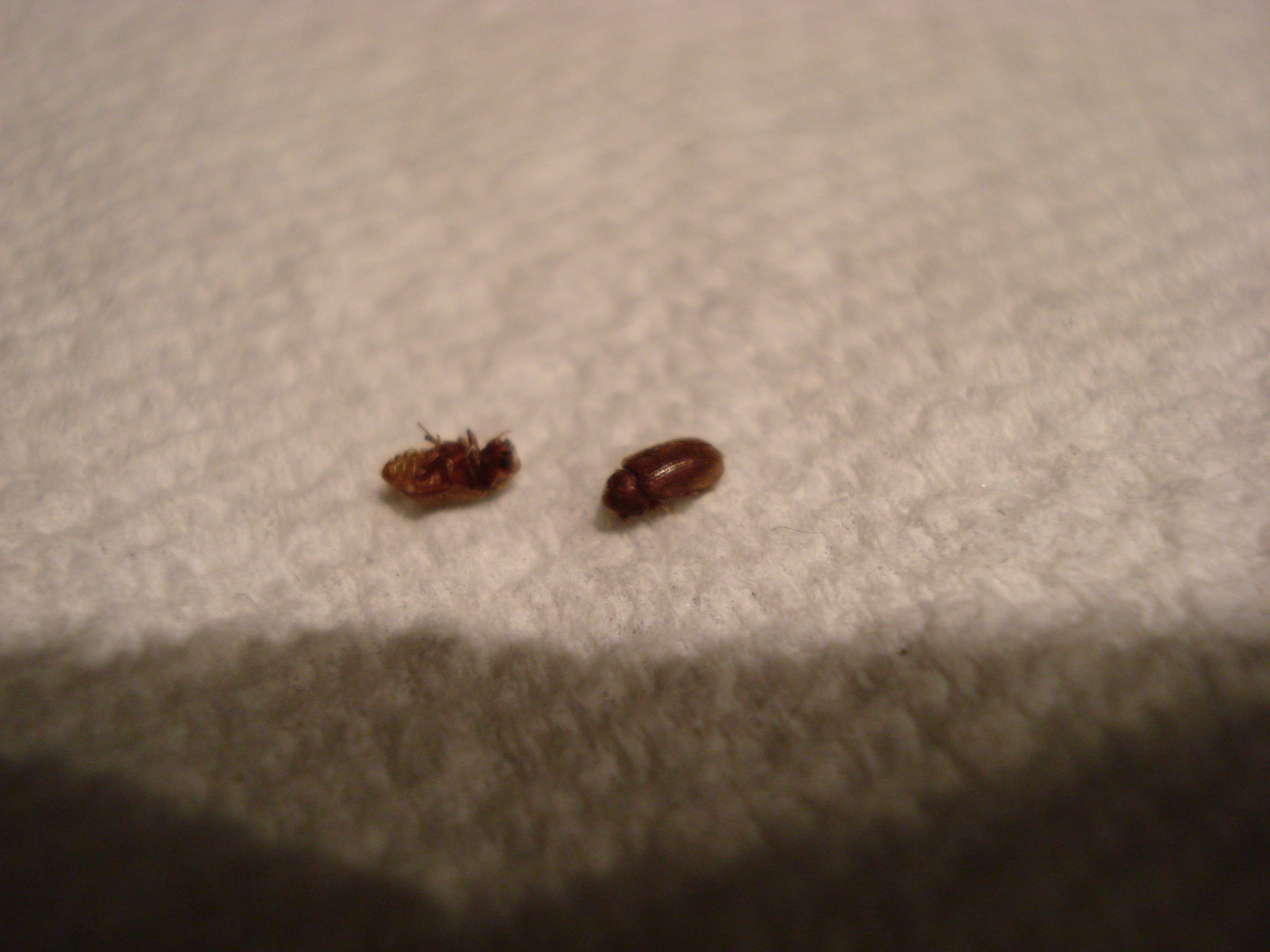 Small Black Bugs In Kitchen
 Identify Small Bug Ask an Expert