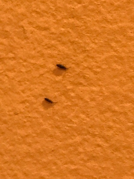 Small Black Bugs In Kitchen
 Identifying Small Black Bugs