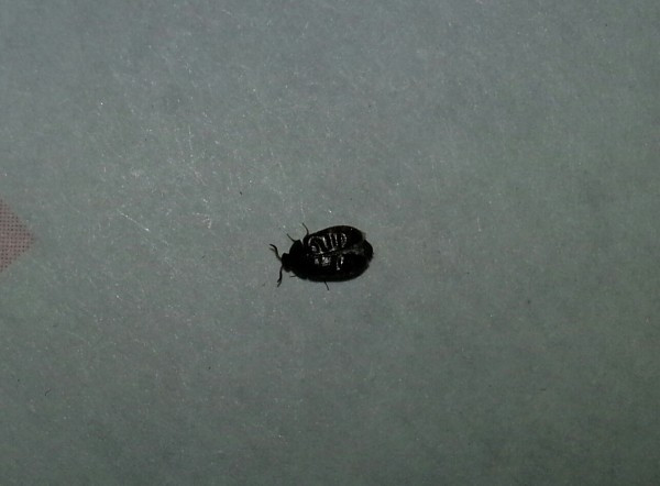 Small Black Bugs In Kitchen
 Getting Rid of Bugs in the Kitchen