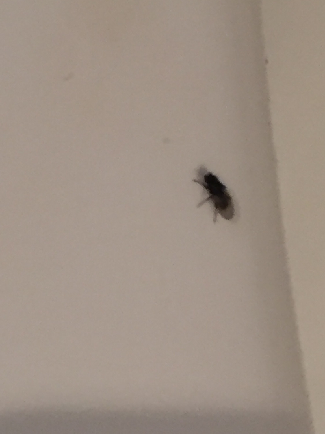 Small Flying Bugs In Bathroom Fresh My Bathroom Is Infested With Tiny Black Flies Ask An Expert Of Small Flying Bugs In Bathroom 
