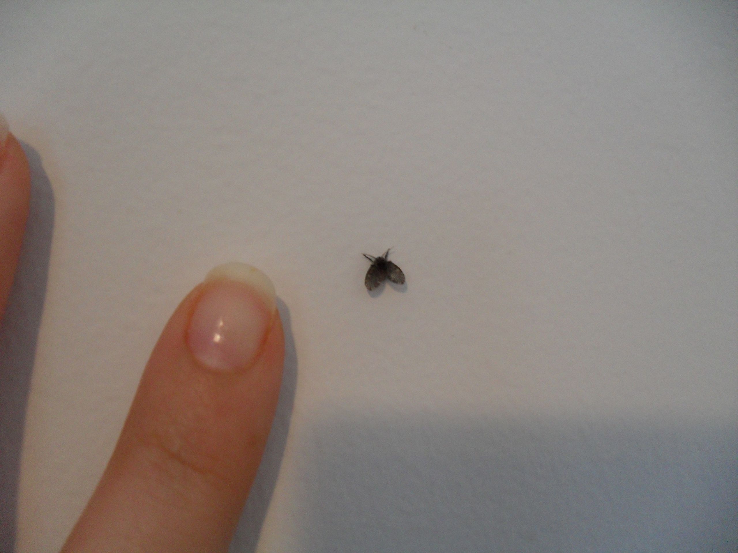 Little White Flying Bugs In My House