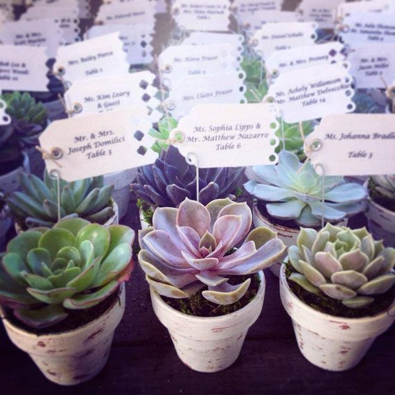 Succulents Wedding Favors
 succulent wedding favors by VerticalFlora on Etsy