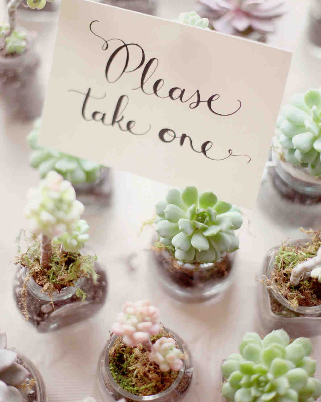 Succulents Wedding Favors
 36 Ideas for Using Succulents at Your Wedding