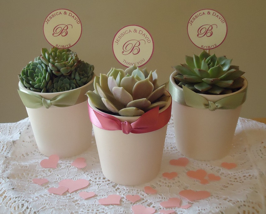 Succulents Wedding Favors
 6 Succulent Plant Wedding Favors Rosettes in 3 by