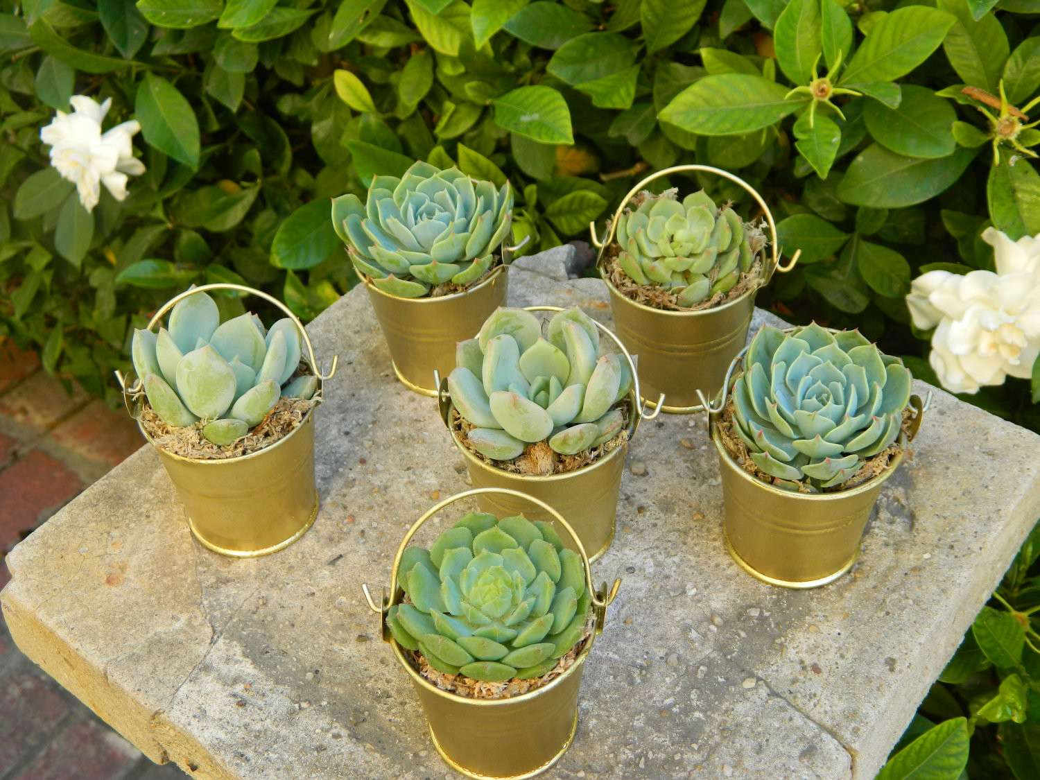 Succulents Wedding Favors
 Say “I Do” to These Fab 51 Rustic Wedding Decorations