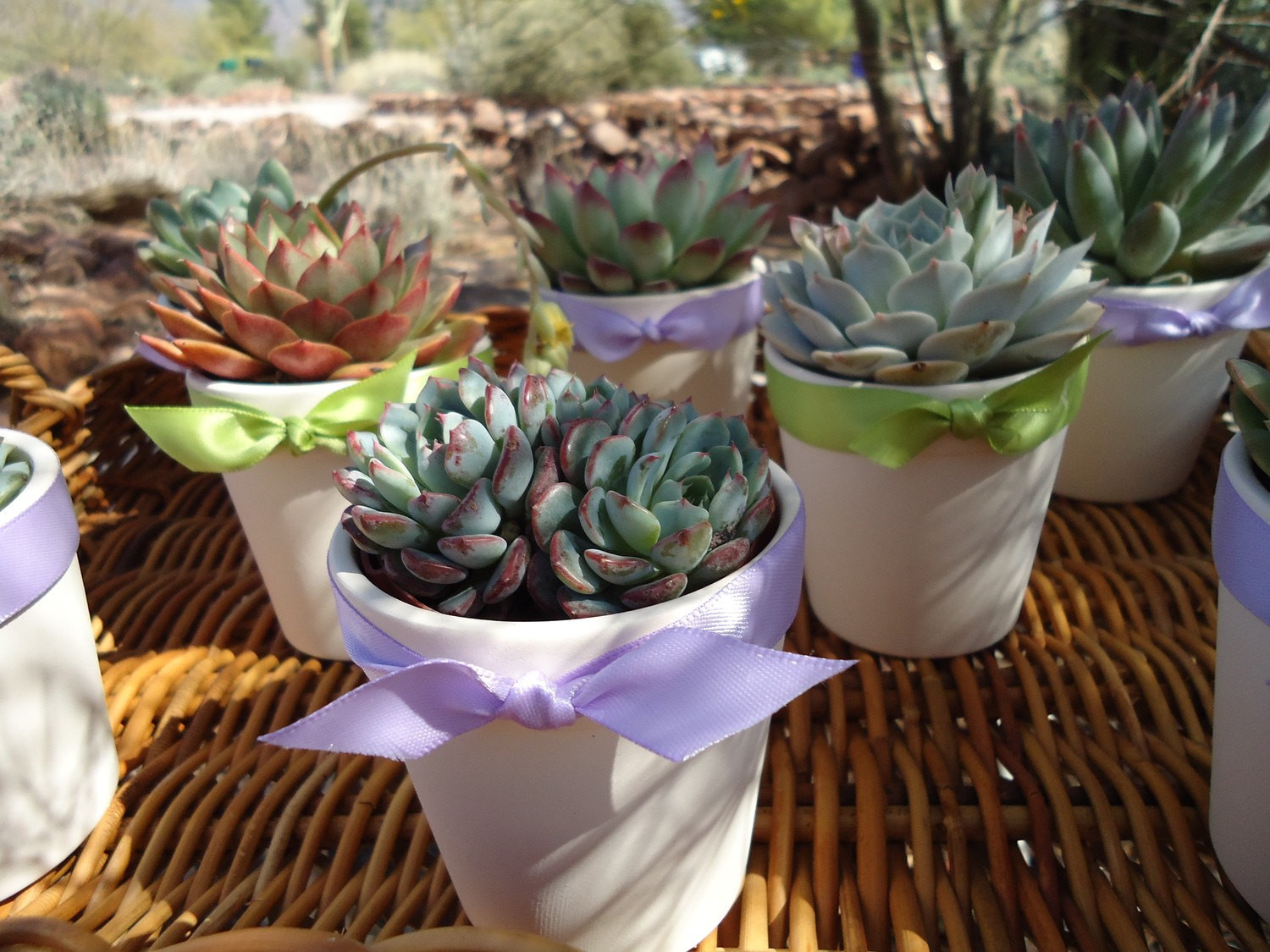 Succulents Wedding Favors
 12 Succulent Wedding Favors Rosettes in 3 by SucculentDESIGNS