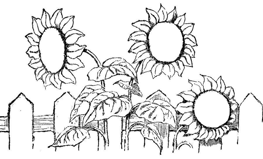 Sunflower Coloring Pages Printable
 Free Coloring Pages Printable Sunflower Coloring Pages