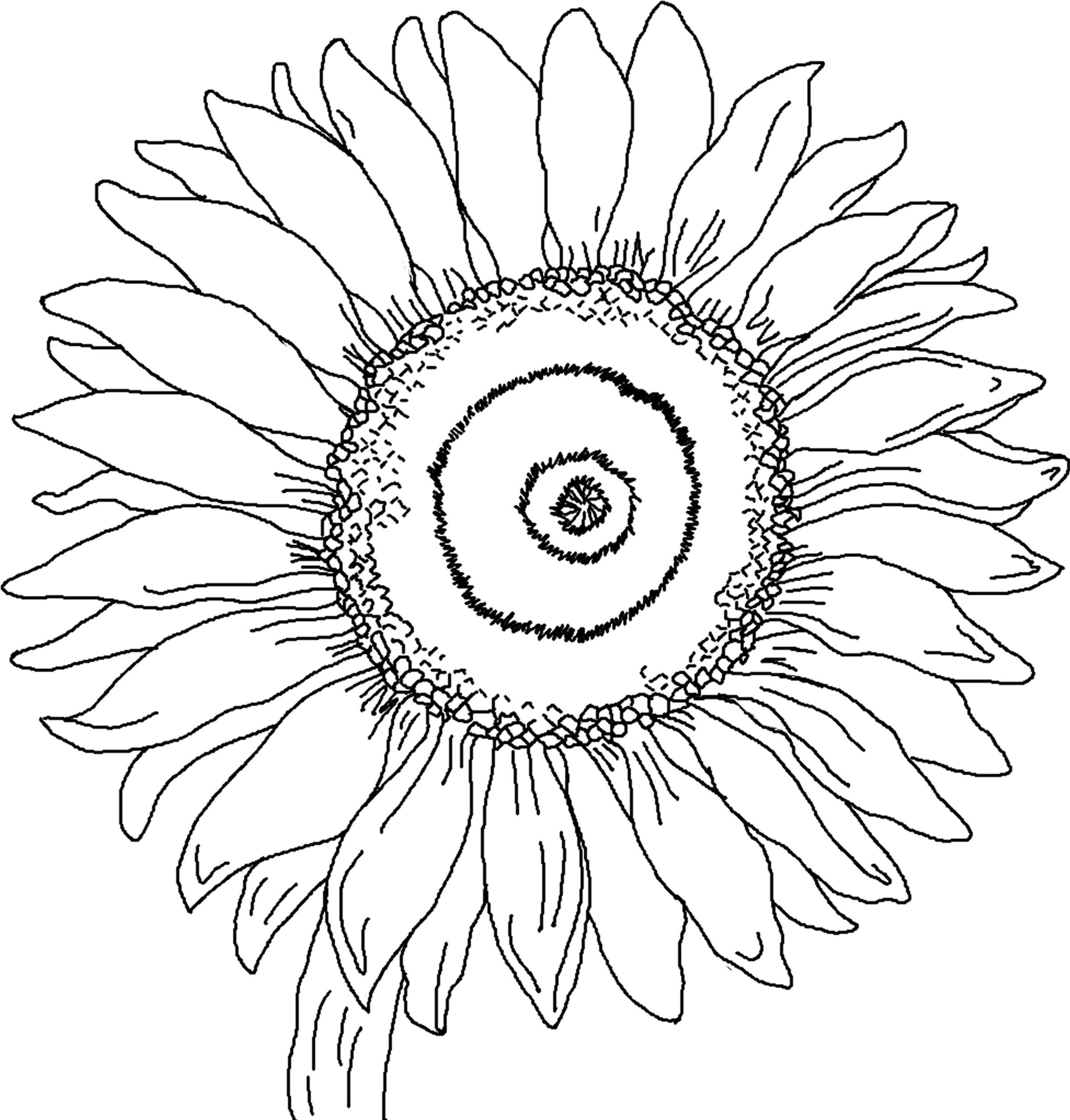 Sunflower Coloring Pages Printable
 Free Printable Sunflower Coloring Pages For Kids