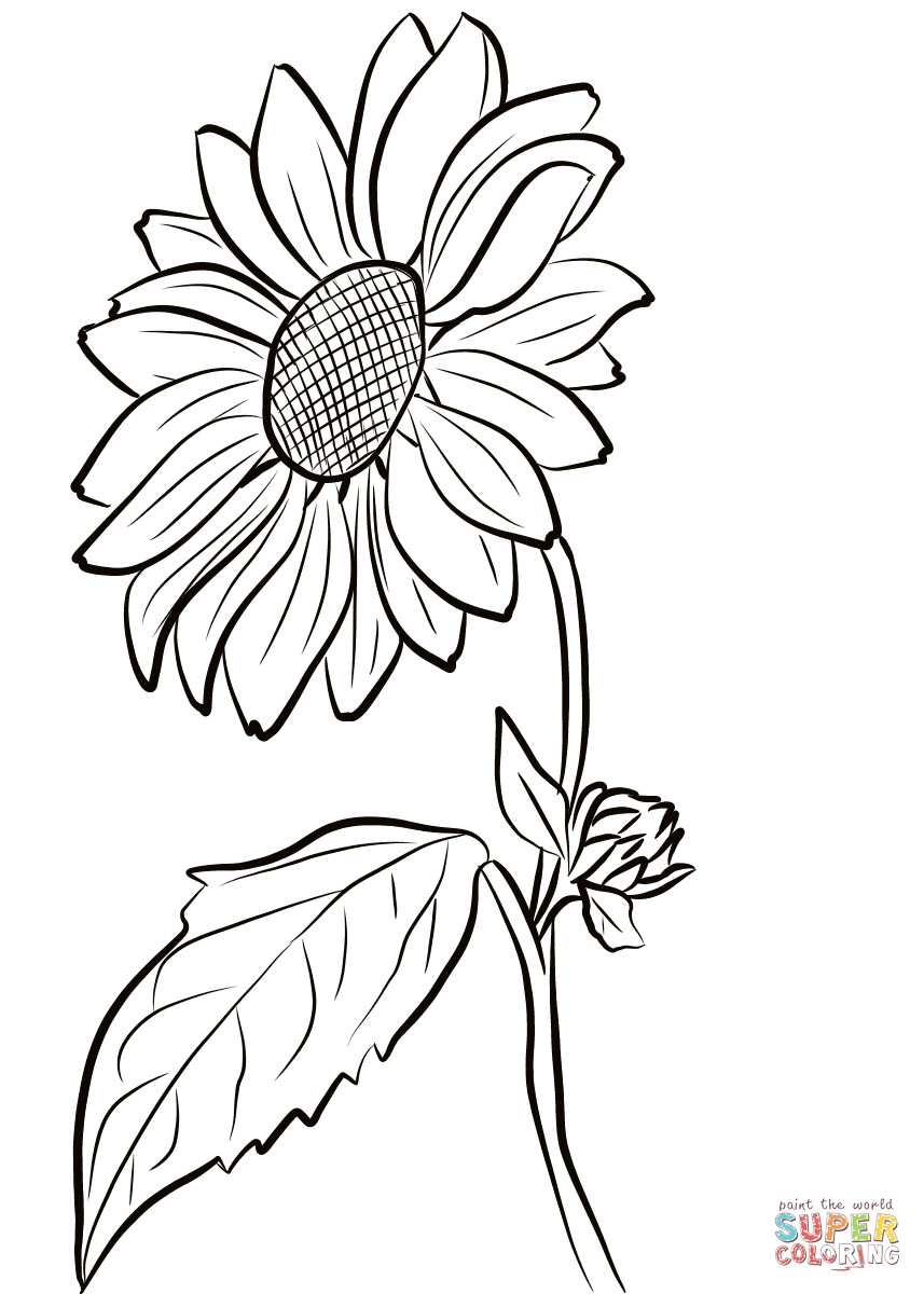 Sunflower Coloring Pages Printable
 Sunflower coloring page