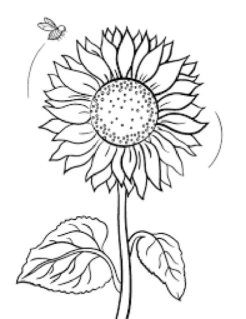 Sunflower Coloring Pages Printable
 Sunflower Drawing Template at GetDrawings