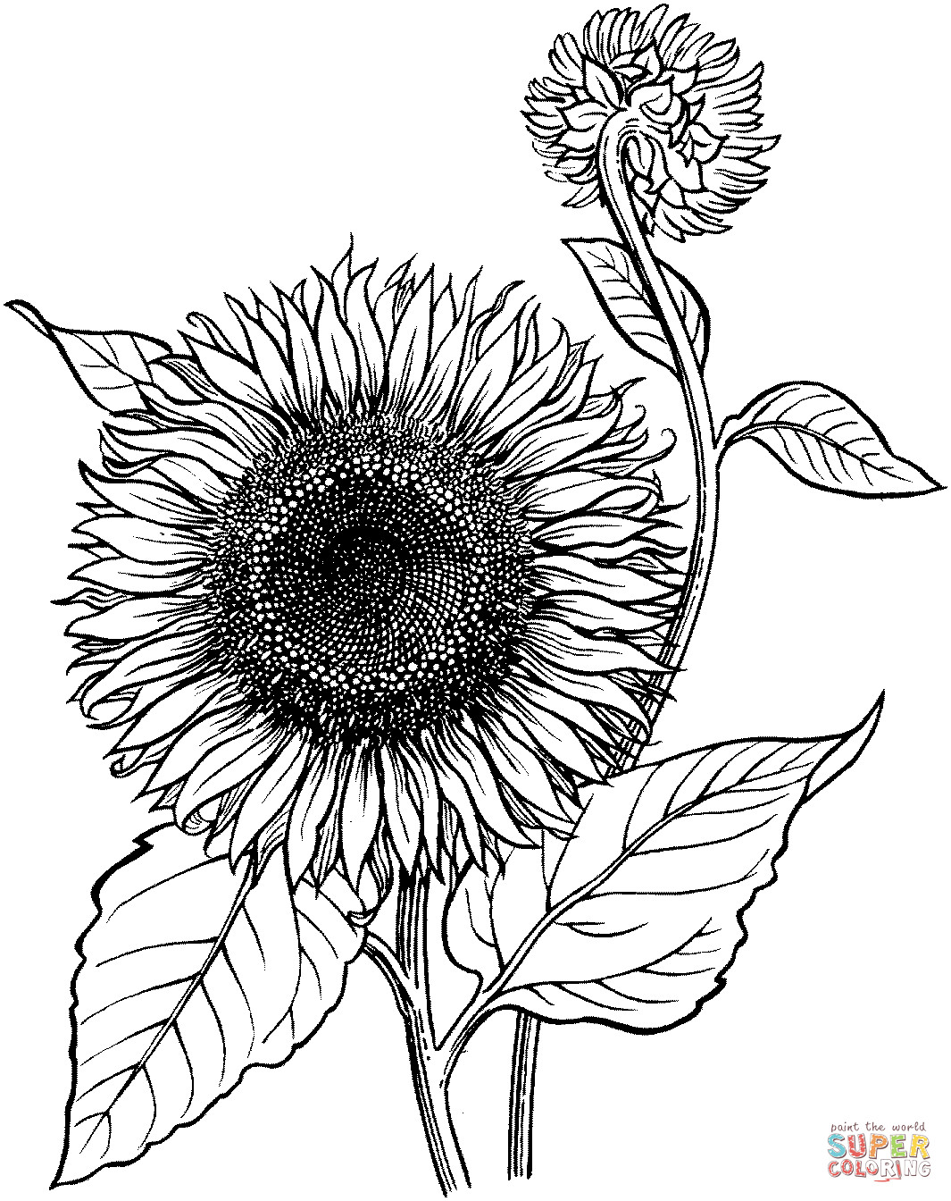 Sunflower Coloring Pages Printable
 Blooming Sunflower coloring page