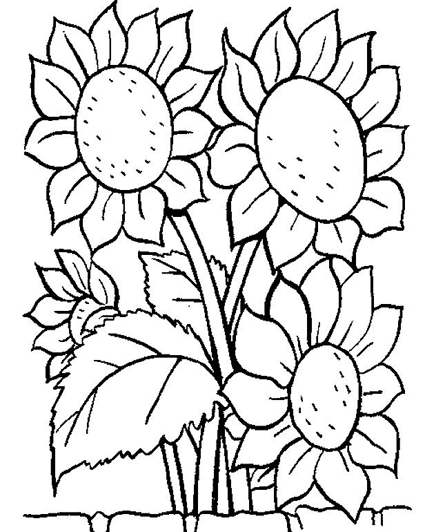 Sunflower Coloring Pages Printable
 Picture of Sunflower Coloring Pages Disney Coloring Pages
