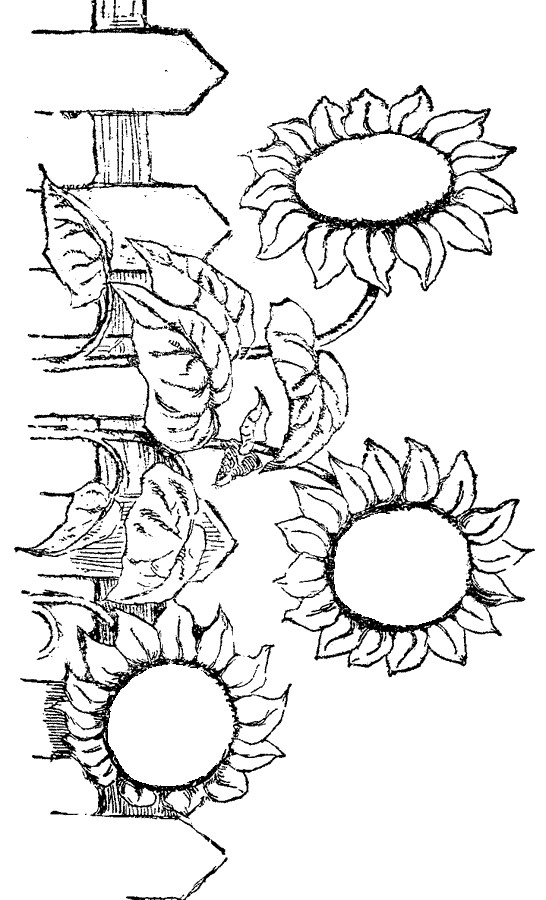 Sunflower Coloring Pages Printable
 Flower Coloring Pages