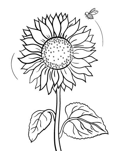 Sunflower Coloring Pages Printable
 Pin by Muse Printables on Coloring Pages at ColoringCafe