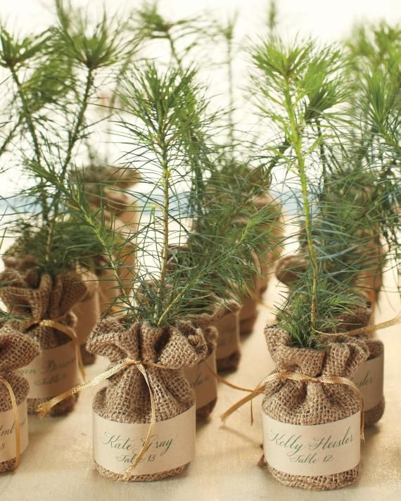 Tree Wedding Favors
 Most Popular Real Wedding s on Pinterest in 2014