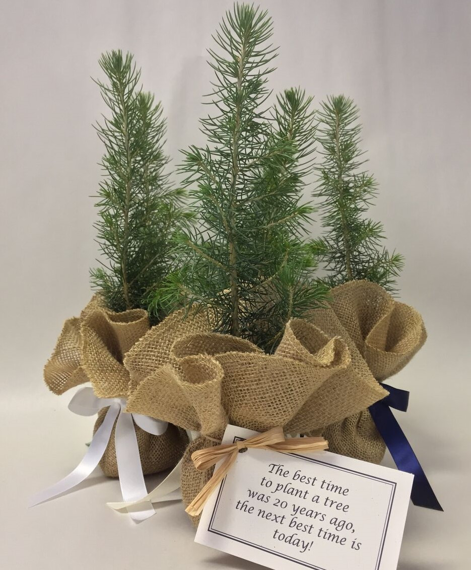 Tree Wedding Favors
 Tree Seedling Gifts Canada Gift Ftempo