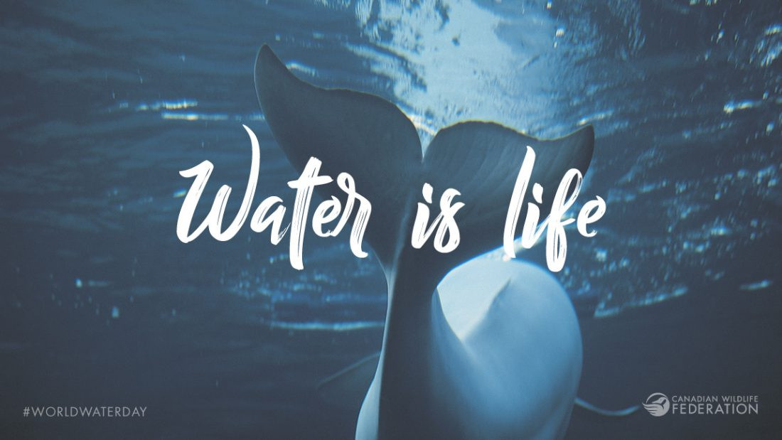 Water Is Life Quotes
 8 quotes that illustrate why water is life