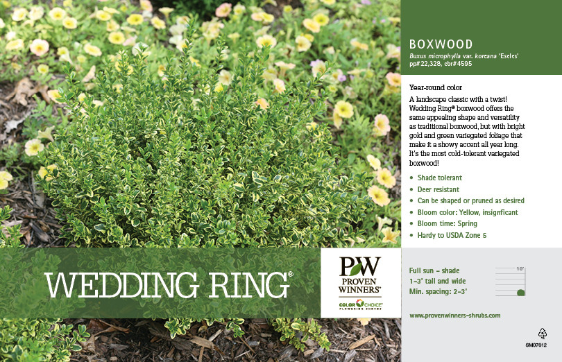 Wedding Ring Boxwood
 Buxus Wedding Ring Boxwood 11x7" Variety Benchcard