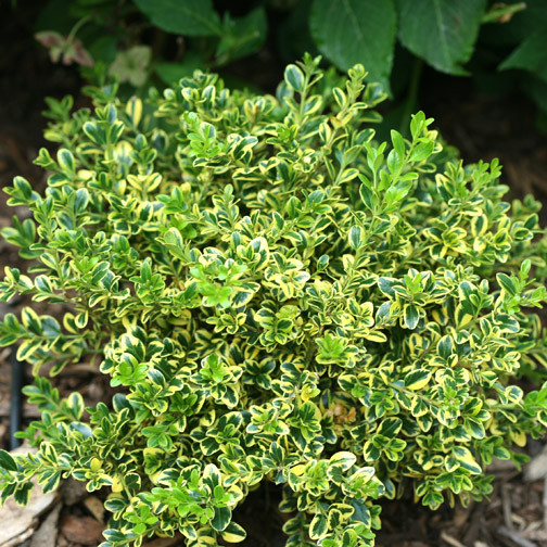 Wedding Ring Boxwood
 The Plant Hunter I didn t have to travel far to find