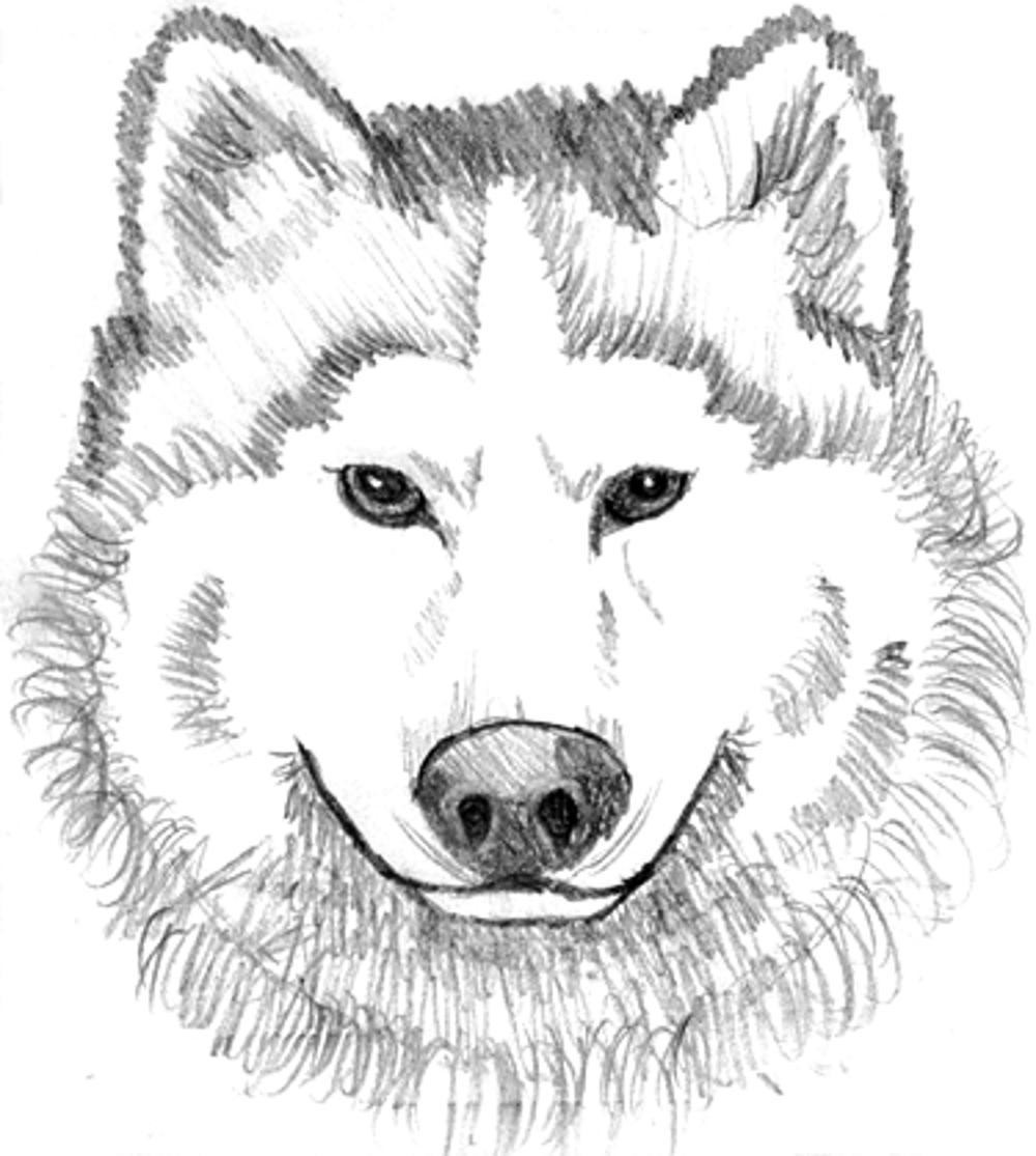 Wolf Coloring Pages For Adults
 Print & Download Wolf Coloring Pages Theme