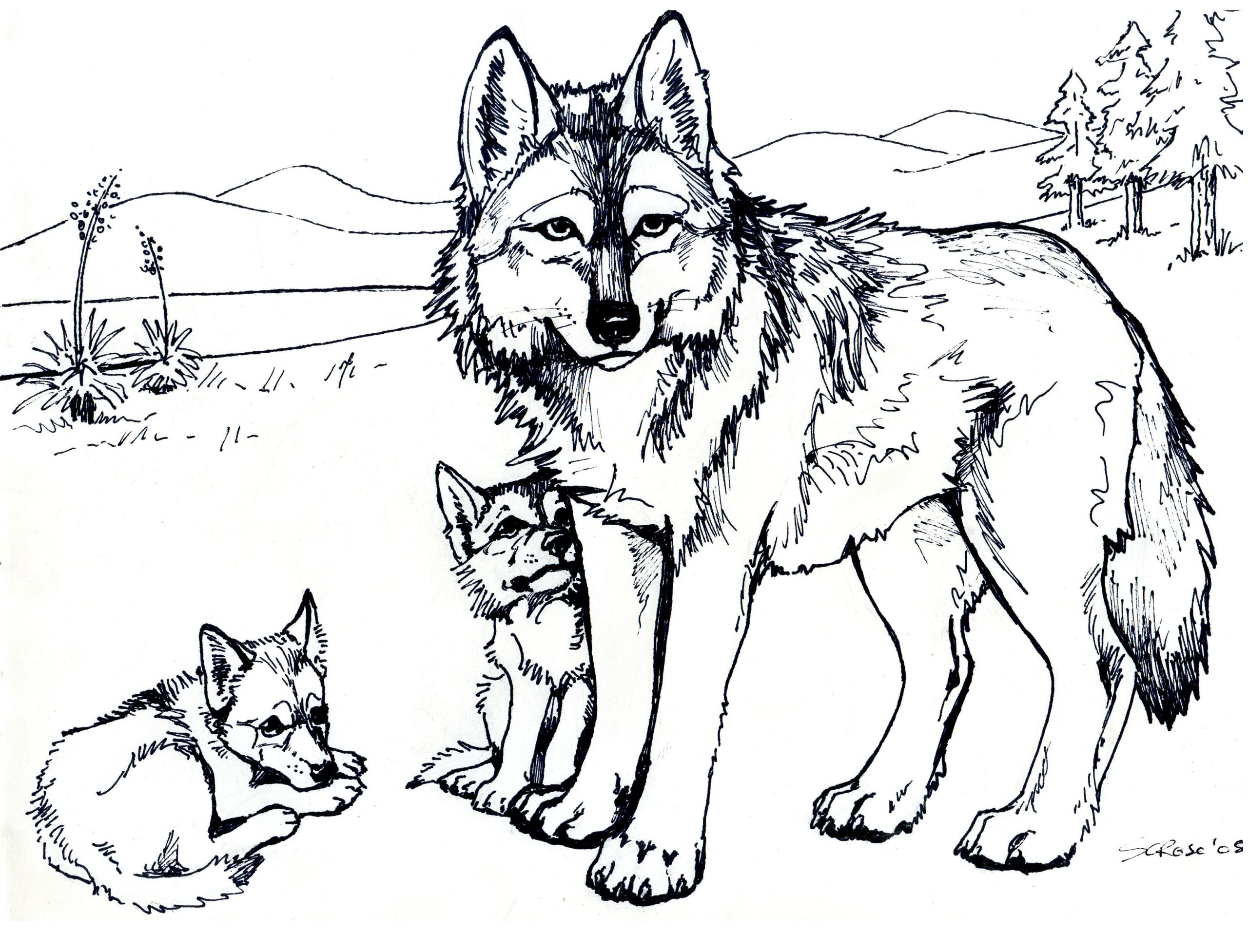 Wolf Coloring Pages For Adults
 Free Printable Wolf Coloring Pages For Kids