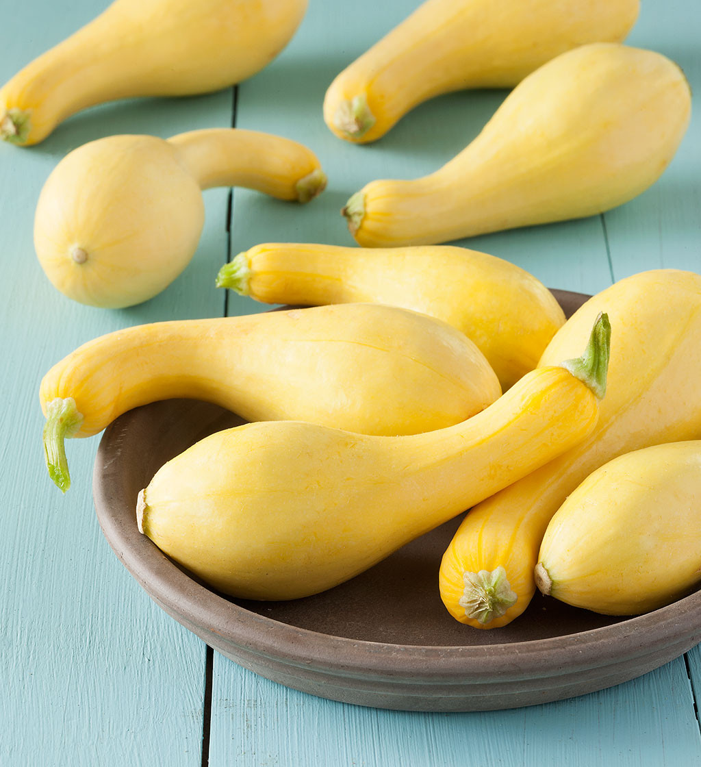Yellow Summer Squash
 Crookneck Squash Fast Growing High Yields