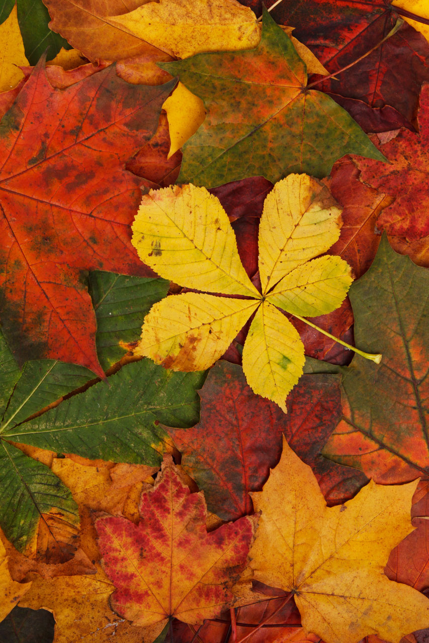 Autumn Leaves Design
 Autumn Leaves Pattern Free Stock Public Domain