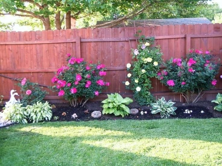 Backyard Planting Ideas
 knockout roses in landscaping knockout roses with gold