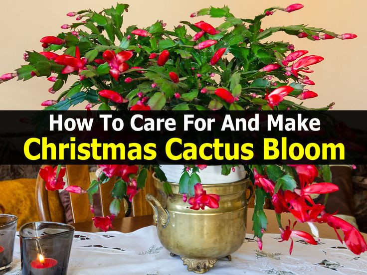 Christmas Cactus Care Indoor
 18 best Dream garden images on Pinterest