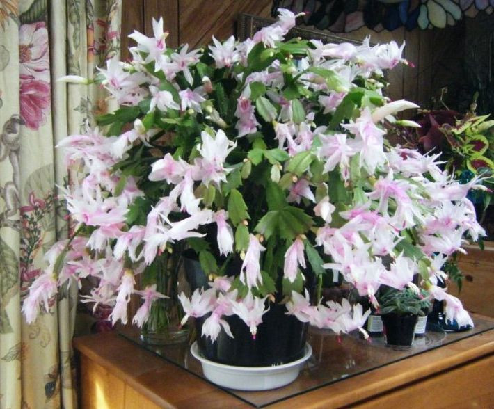 Christmas Cactus Care Indoor
 Thanksgiving Cactus Christmas Cactus Easter Cactus What