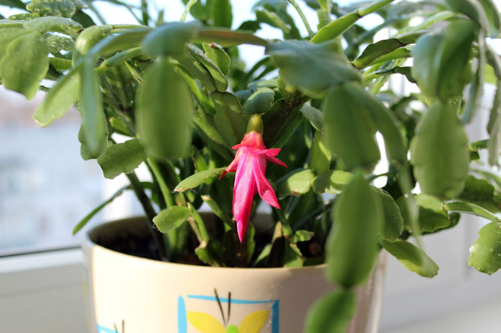 Christmas Cactus Care Indoor
 Thanksgiving Cactus Information Learn About Thanksgiving