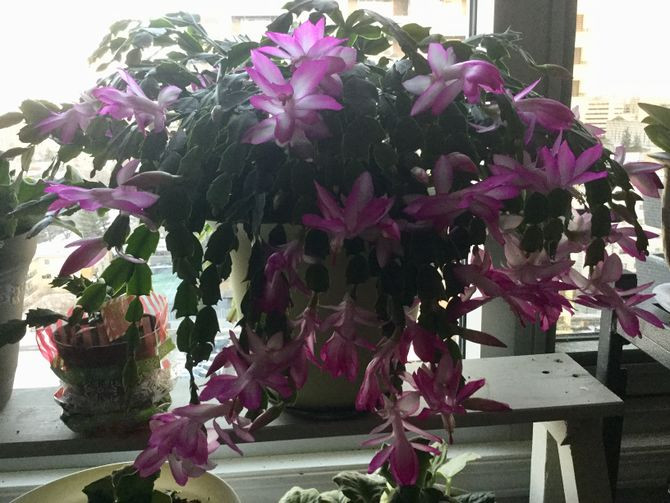 Christmas Cactus Care Indoor
 How to Care for a Christmas Cactus 14 Steps with