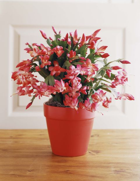 Christmas Cactus Care Indoor
 15 of the Best Types of Cactus Different Types of Indoor