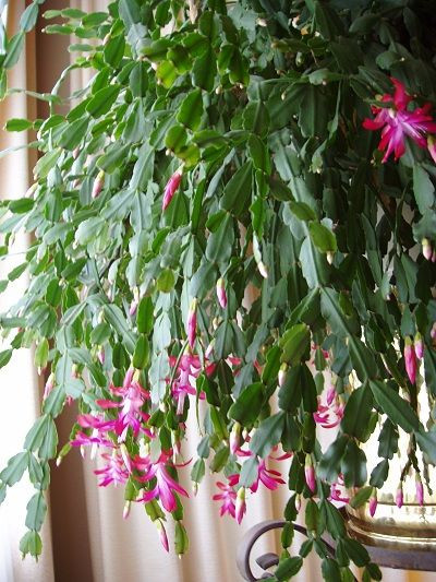 Christmas Cactus Care Indoor
 Christmas Cactus Care Routine Watered every Sunday
