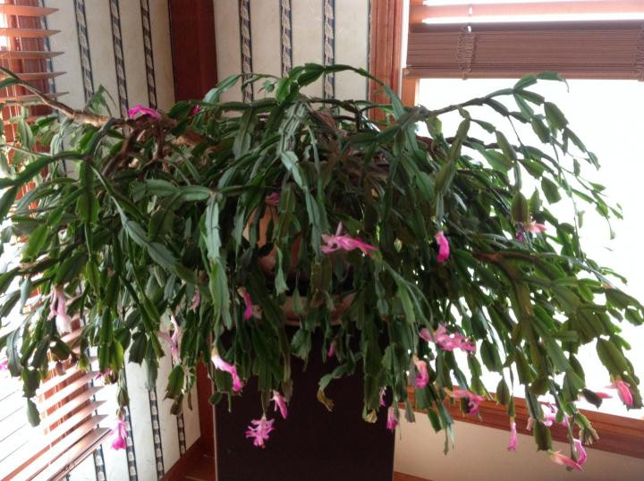 Christmas Cactus Care Indoor
 Christmas Cactus How To Care For Holiday Cacti