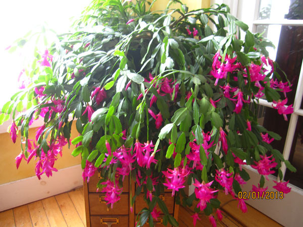 Christmas Cactus Care Indoor
 Sam’s Spade Houseplant pest care