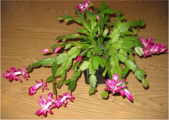 Christmas Cactus Care Indoor
 86 best images about Zygo Cactus Litroos on Pinterest