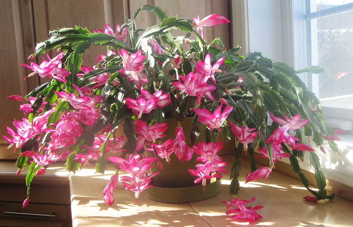 Christmas Cactus Care Indoor
 Top 10 Hard to Kill House Plants Toptenz