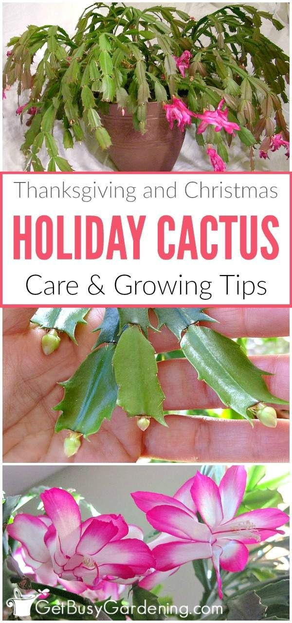 Christmas Cactus Care Indoor
 best Great Gardens & Ideas images on Pinterest