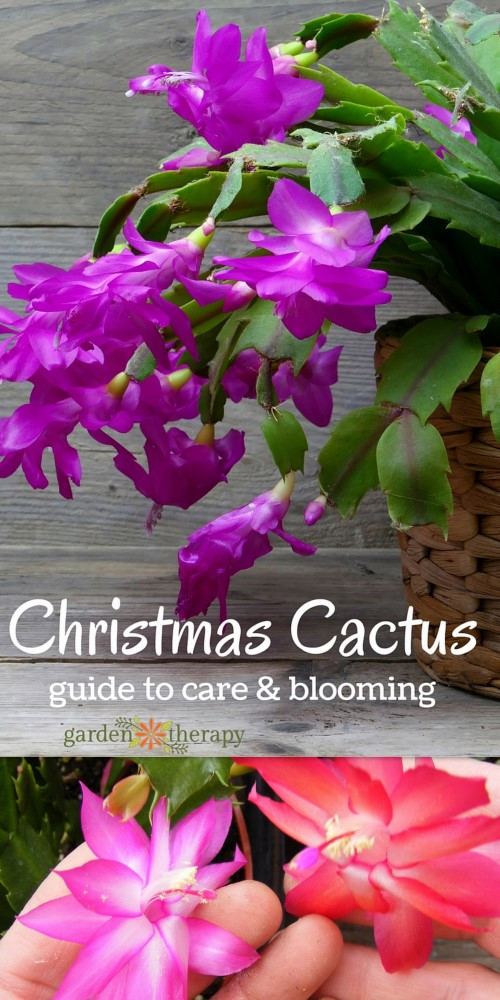 Christmas Cactus Care Indoor
 How to Get Your Christmas Cactus to Bloom